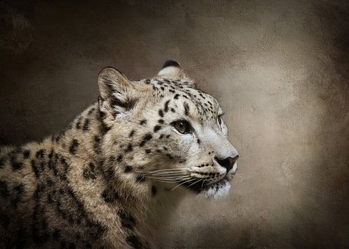 Portrait Of A Snow Leopard