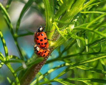 Pair of ladybirds on a plant by ManfredFotos