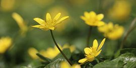 Leuchtend gelbe Scharbockskrautblüten von Imladris Images