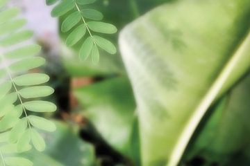 Groene bladeren met schaduw van Esther van Dijk