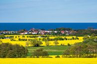 Blick über blühende Rapsfelder auf die Ostsee bei Kühlungsborn von Rico Ködder Miniaturansicht