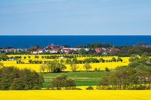 Canola fields on the Baltic Sea coast in Kuehlungsborn, Germany sur Rico Ködder