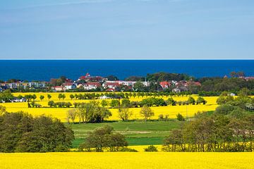 Blick über blühende Rapsfelder auf die Ostsee bei Kühlungsborn von Rico Ködder