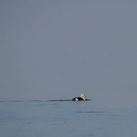 Koningseider van Albert Eggens