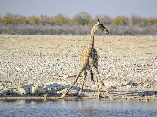 Giraffe in Namibië