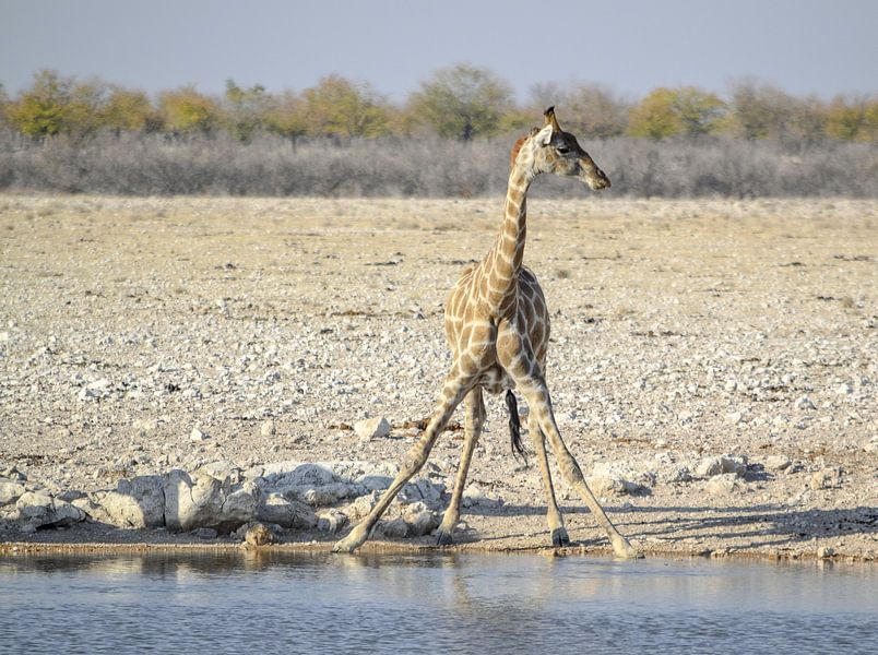 Giraffe in Namibië van Achim Prill