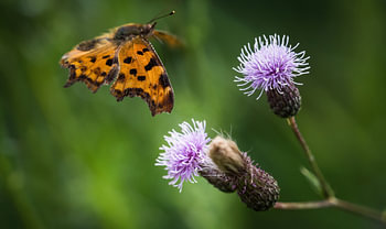 Un papillon c-falter en gros plan en été en Sarre