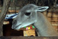 Young  llama closeup.