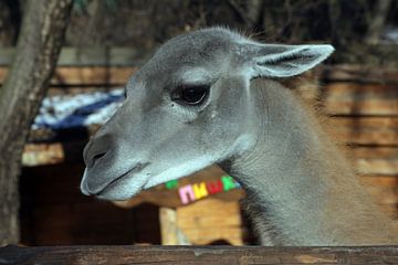 Close-up van een jonge lama. van Mikhail Pogosov