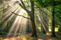 Sun harps on the Horsten estate