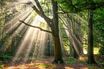 Sonnenharfen auf dem Landgut Horsten