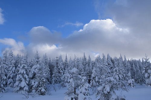 A snowy forest after the storm