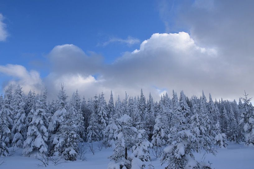 A snowy forest after the storm by Claude Laprise