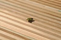 Insect