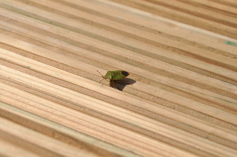 Insect by Dennis Visser