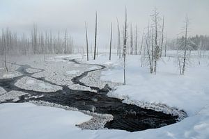 Verschneite Kiefern in Lappland, Finnland