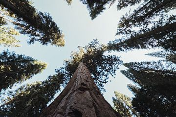 Amerika - Mammutbäume vom Boden aus fotografiert | Kalifornien, Vereinigte Staaten von Sanne Dost