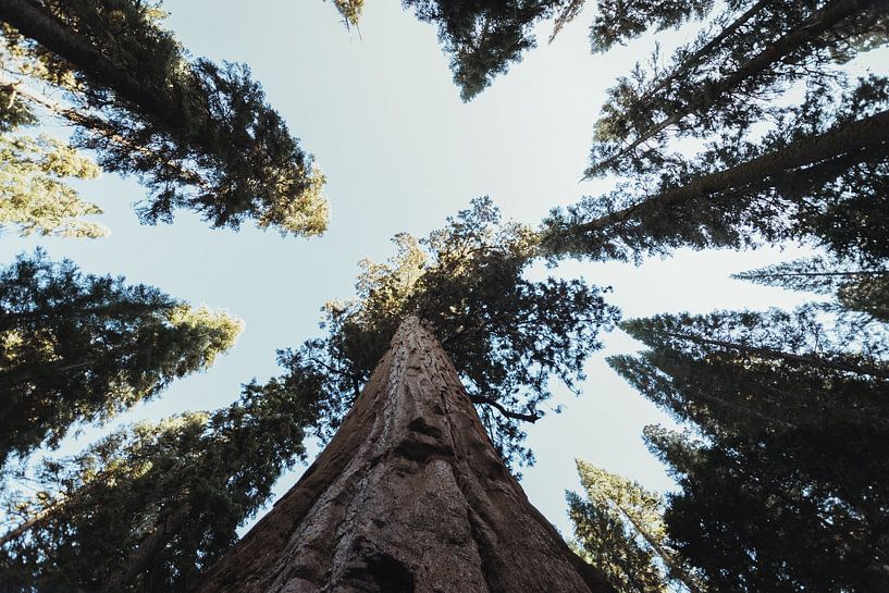 Mammoetbomen met blauwe lucht in Sequoia National Park | Reisfotografie | Californië, U.S.A. van Sanne Dost