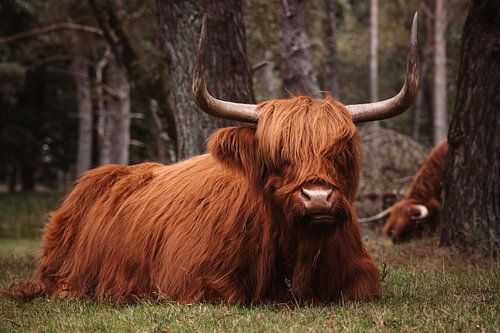 Schottische Highlander von Marc Maurer