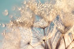 Pusteblume Sparkletime