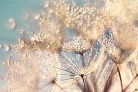 Dandelion Sparkletime by Julia Delgado