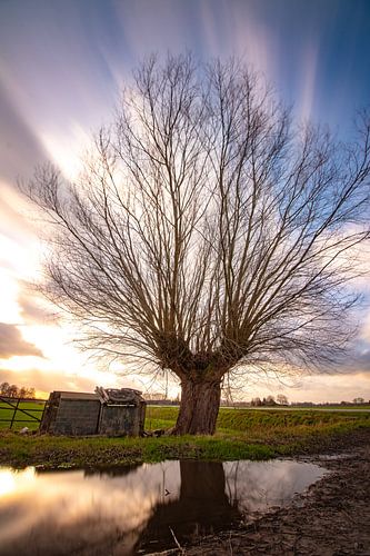 Pollard Willow Markelo