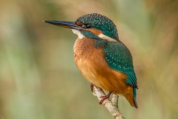 IJsvogel, Alcedo atthis van Gert Hilbink