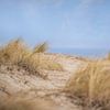 herbe des dunes sur Sonja Tessen