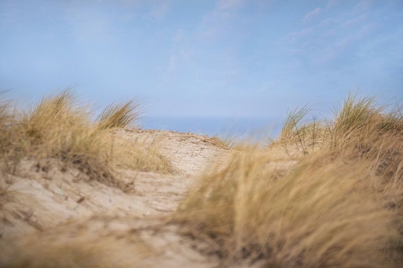 herbe des dunes par Sonja Tessen