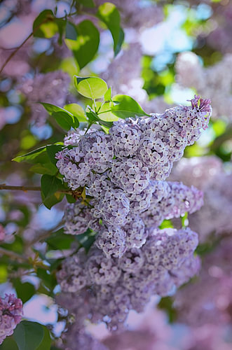 Fliederblüten