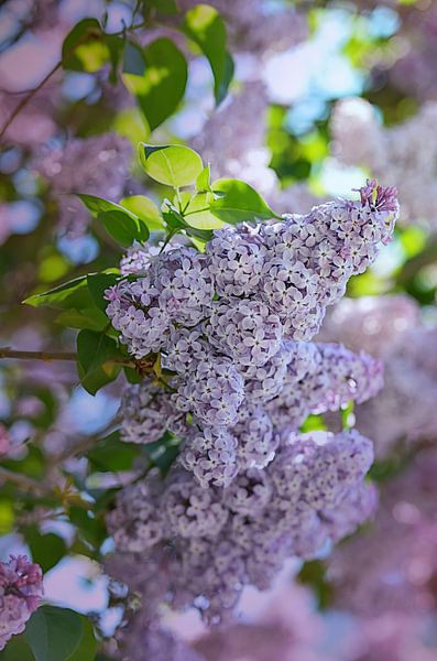 lilac by Zwergls Lichtermeer