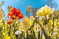 Ein Strauß bunter Blumen von Stedom Fotografie Miniaturansicht