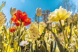 A bunch of colourful flowers by Stedom Fotografie