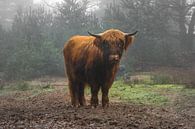 Mooie Schotse Hooglander rund in de mist van Patrick Verhoef thumbnail