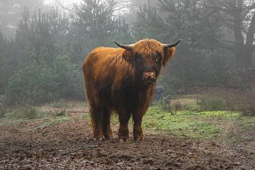 Schönes schottisches Highlander-Rindfleisch im Nebel von Patrick Verhoef