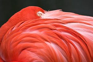 LP 70482306 Flamingo resting with its head on its back sur BeeldigBeeld Food & Lifestyle