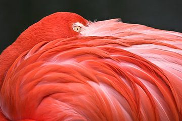 LP 70482306 Flamingo die met zijn kop op zijn rug rust van BeeldigBeeld Food & Lifestyle