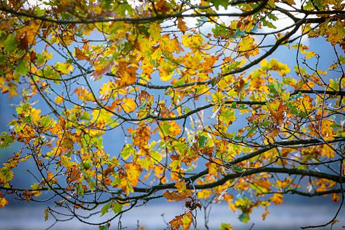 Herfst gekleurd eikenbladeren aan tak tegen blauwe lucht