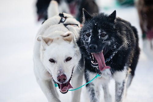 Lead dogs for the sled