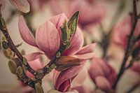 Magnolia in bloei
