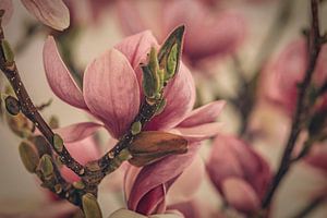 Magnolie in Blüte
