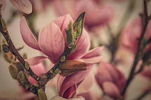 Magnolie in Blüte von tim eshuis