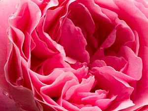 druppels op een roze roos