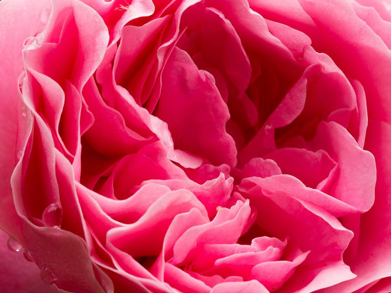 druppels op een roze roos van Dietjee FoTo