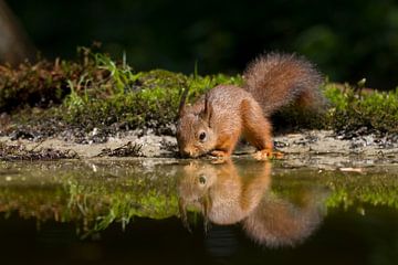 Red squirrel drinking