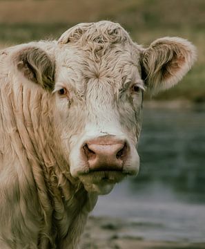 Blik van de Wildernis – Portret van een Koe van Jan Jongejan