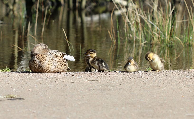 Mallard by Matthias Brix