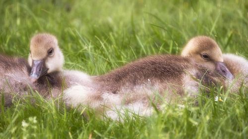Lounging in the grass
