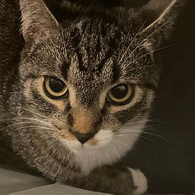 Jamal Larrosi photo de profil