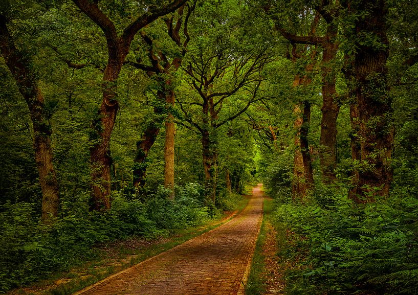Waldweg in Doorwerth von Tim Abeln